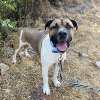 NINO, chien à adopter