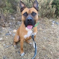 DEMON, chien à adopter