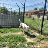 SNOW, chien à adopter