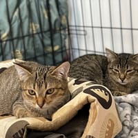 Vince, kot do adopcji