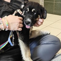Leo, pies do adopcji