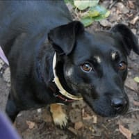 Emma, suczka do adopcji