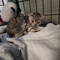 Moczi, kot do adopcji