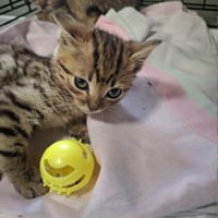 Hana, kotka do adopcji