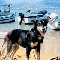 Priscilla, Hündin zur Adoption