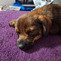 Süßer LENNOX sucht liebe Familie, Hund zur Adoption
