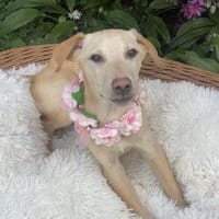 Cesare, Hund zur Adoption