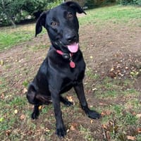 Benni - kleiner Charmeur, Hund zur Adoption