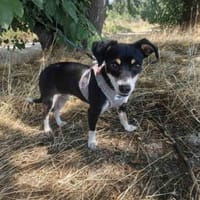 Jackie einfach nur lieb, Hündin zur Adoption