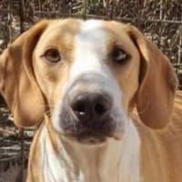 Toni - auf Pflegestelle in 47652 Weeze, Hund zur Adoption