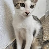 Luggi erobert Herzen im Sturm 🤍, Kater zur Adoption