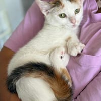 Sterndal Wunscherfüller gesucht, Katze zur Adoption