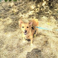 Jeschka sucht ein Körbchen, Hündin zur Adoption