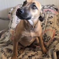 Mathilda ein super liebes Mädchen, Hündin zur Adoption