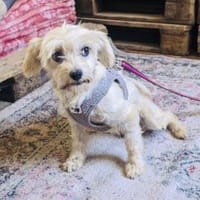 Milla sucht ein tolles Zuhause, Hündin zur Adoption