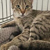Myria  braucht Sicherheit 🐱, Katze zur Adoption