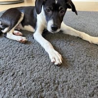 Pluto ist ein lieber, süßer Kerl, Hund zur Adoption