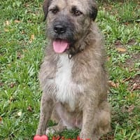 Kimba - großes Mädchen, großes Herz, Hündin zur Adoption