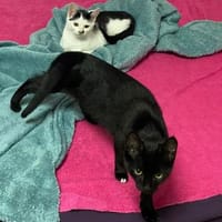 tolle Brüder Pino u. Rocky bei Wiesbaden, Kater zur Adoption