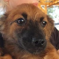ELISA-wunderschöne Jung-Hündin,26 cm(w), Hündin zur Adoption