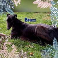Bruss unkomplizierter Galgo 1/23 DE PS, Hund zur Adoption