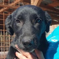 PÜPPI-sanfte Schönheit, 31 cm(w), Hündin zur Adoption