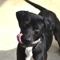 Trufo - ab Nov. auf Pflegestelle in D, Hund zur Adoption