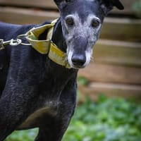Romeo - Zuhause gesucht, Hund zur Adoption