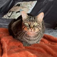 Roy sucht sein Glück, Kater zur Adoption