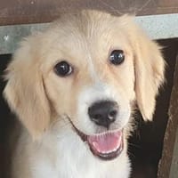 HENNA-flauschige,zuckersüße Jung-Hündin, Hündin zur Adoption