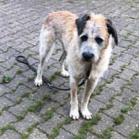 Sanfter großer Coco sucht Zuhause, Hund zur Adoption