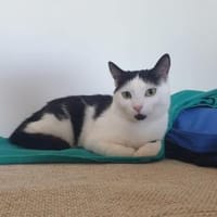 GILIAN - (lieb, verspielt, verträglich), Katze zur Adoption