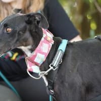 Nina sucht ihr Zuhause, Hündin zur Adoption
