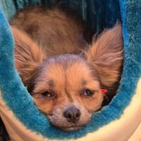 KLEIN TOMMY - entzückender Hundbub, Hund zur Adoption