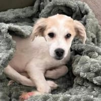 Gizmo kleiner süßer Junge ....., Hund zur Adoption