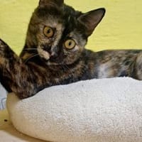 Salsa sucht Zuhause mit Action, Katze zur Adoption