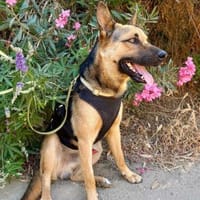 Buddy, sanfter Kuschelbär, 2J 85591, Hund zur Adoption
