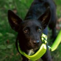 Afina sucht eine liebevolle Familie, Hündin zur Adoption
