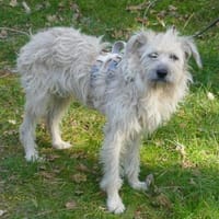 Rita ist ein echter Goldschatz, Hündin zur Adoption