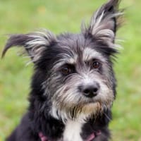 ELKE - herziges Hundemädchen, Hündin zur Adoption