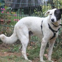 Duke sucht dringend liebe Menschen, Hund zur Adoption