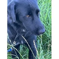 Amor - wartet in 91083 Baiersdorf, Hund zur Adoption
