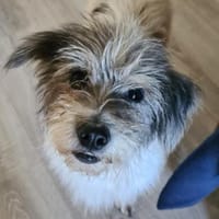 Kleine Sarita wünscht sich ein Zuhause, Hündin zur Adoption