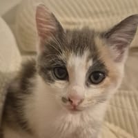 LUANDA dite Etoile, chatte à adopter