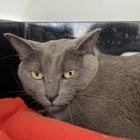 RUPPERT, chat à adopter
