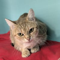 GINGER, chatte à adopter