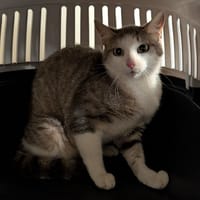 Gardenia, chatte à adopter