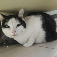 matilda, chatte à adopter