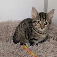 PATHIE, chatte à adopter