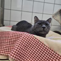 fima, chat à adopter